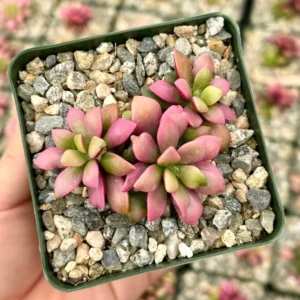 Sunrise Variegated Succulent Live Plant - Pink Echeveria in 2-4 inch Pot - Image 2