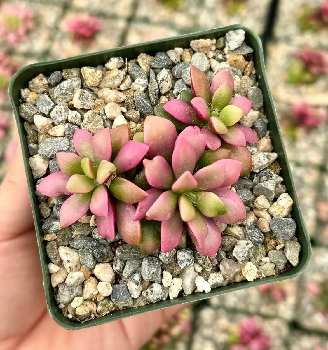 Sunrise Variegated Succulent Live Plant - Pink Echeveria in 2-4 inch Pot - Image 2