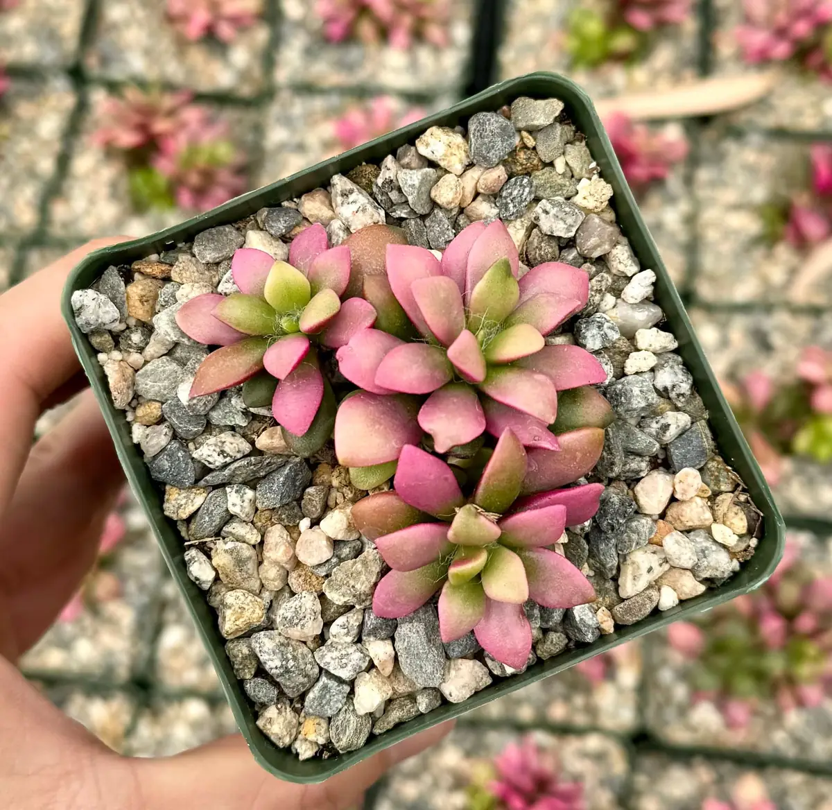 Sunrise Variegated Succulent Live Plant - Pink Echeveria in 2-4 inch Pot - Image 3