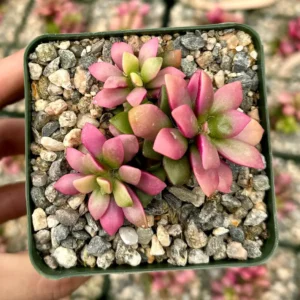 Sunrise Variegated Succulent Live Plant - Pink Echeveria in 2-4 inch Pot - Image 1