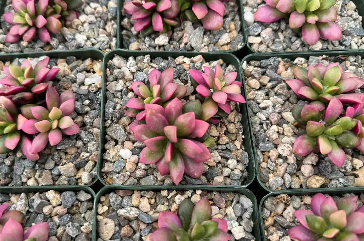 Sunrise Variegated Succulent Live Plant - Pink Echeveria in 2-4 inch Pot - Image 4