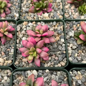 Sunrise Variegated Succulent Live Plant - Pink Echeveria in 2-4 inch Pot - Image 5