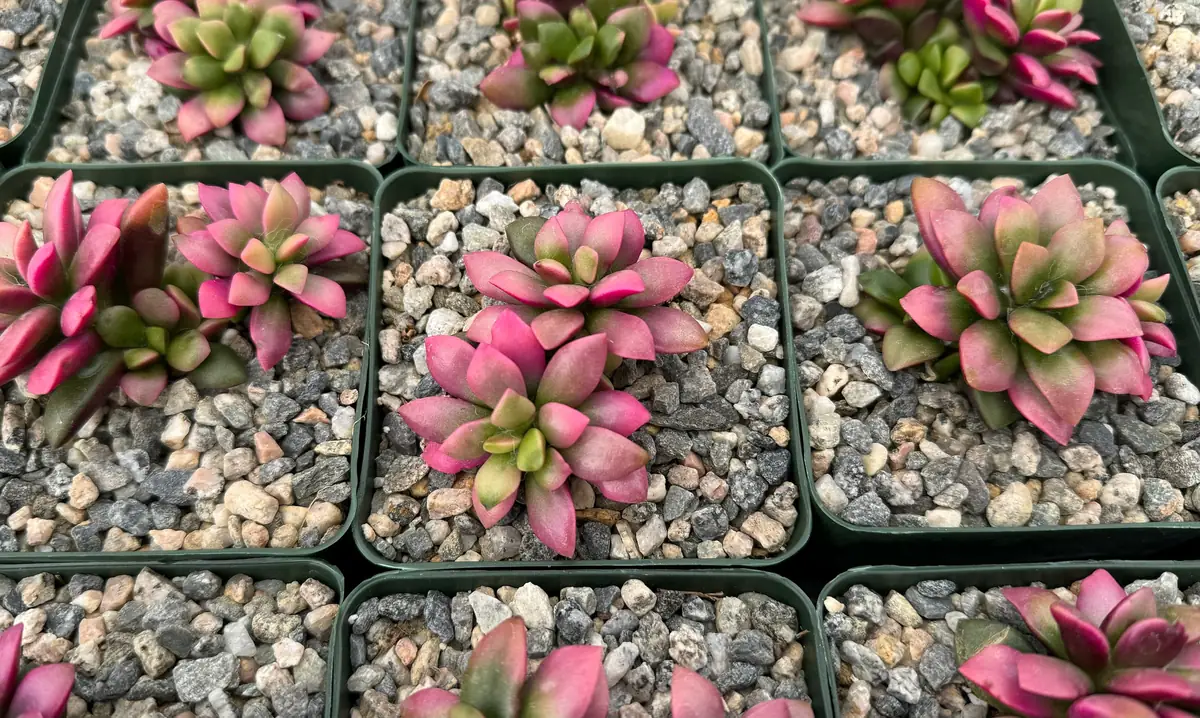 Sunrise Variegated Succulent Live Plant - Pink Echeveria in 2-4 inch Pot - Image 5