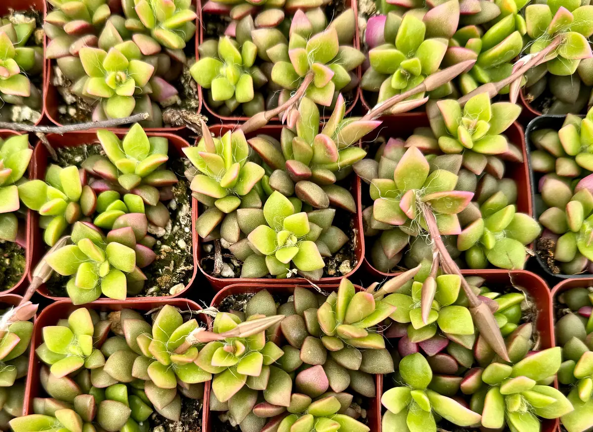 Sunrise Variegated Succulent Live Plant - Pink Echeveria in 2-4 inch Pot - Image 6