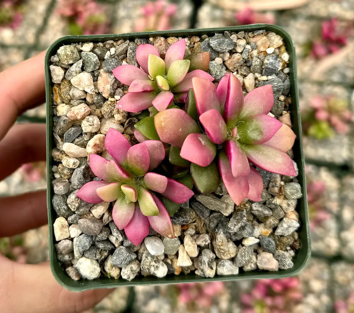 Sunrise Variegated Succulent Live Plant - Pink Echeveria in 2-4 inch Pot - Image 1