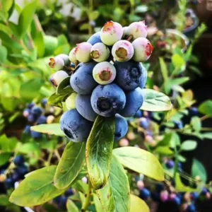 Sunshine Blue Blueberry Live Plant – 4-8" Tall – Compact Sweet Berry Bush for Gardens & Containers - Image 2