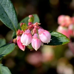 Sunshine Blue Blueberry Live Plant – 4-8