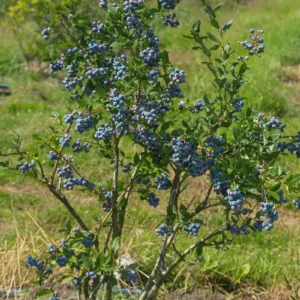 Sunshine Blue Blueberry Live Plant - Starter Plug, Vaccinium corymbosum - Image 4