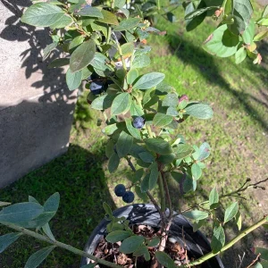 Sunshine Blue Blueberry Live Plant - Vaccinium - 1 Gallon Pot - Image 2