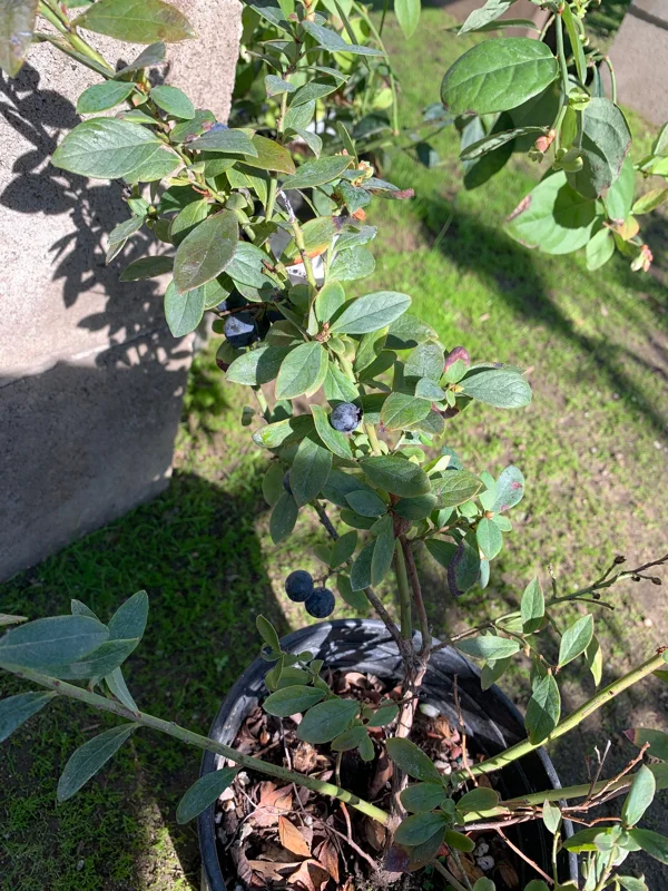 Sunshine Blue Blueberry Live Plant - Vaccinium - 1 Gallon Pot - Image 2