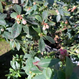 Sunshine Blue Blueberry Live Plant - Vaccinium - 1 Gallon Pot - Image 3