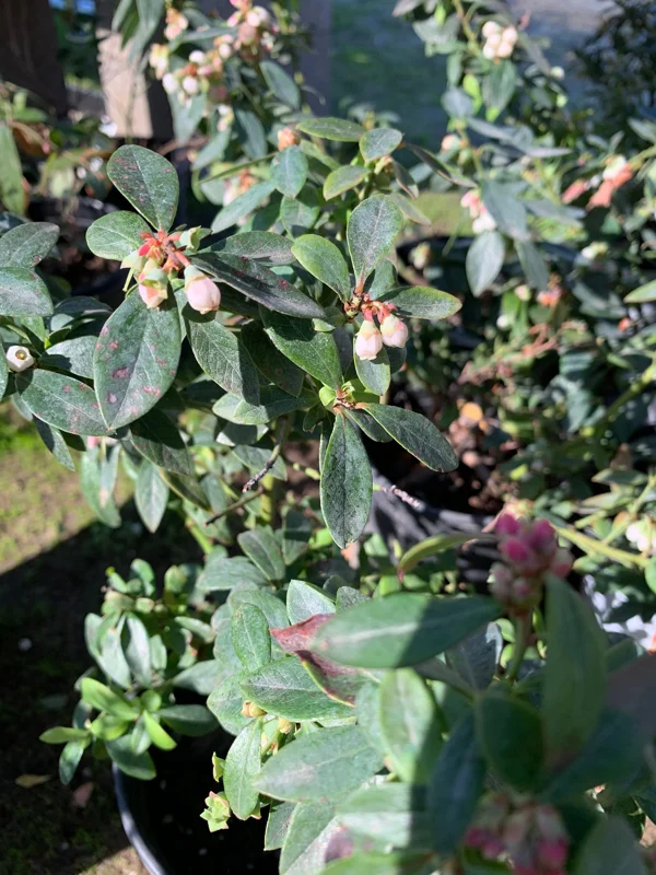 Sunshine Blue Blueberry Live Plant - Vaccinium - 1 Gallon Pot - Image 3