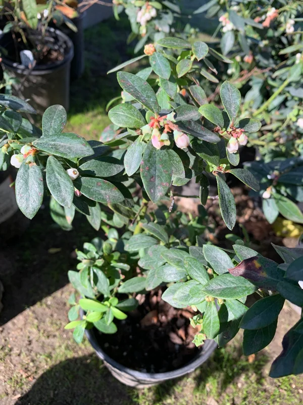 Sunshine Blue Blueberry Live Plant - Vaccinium - 1 Gallon Pot - Image 4