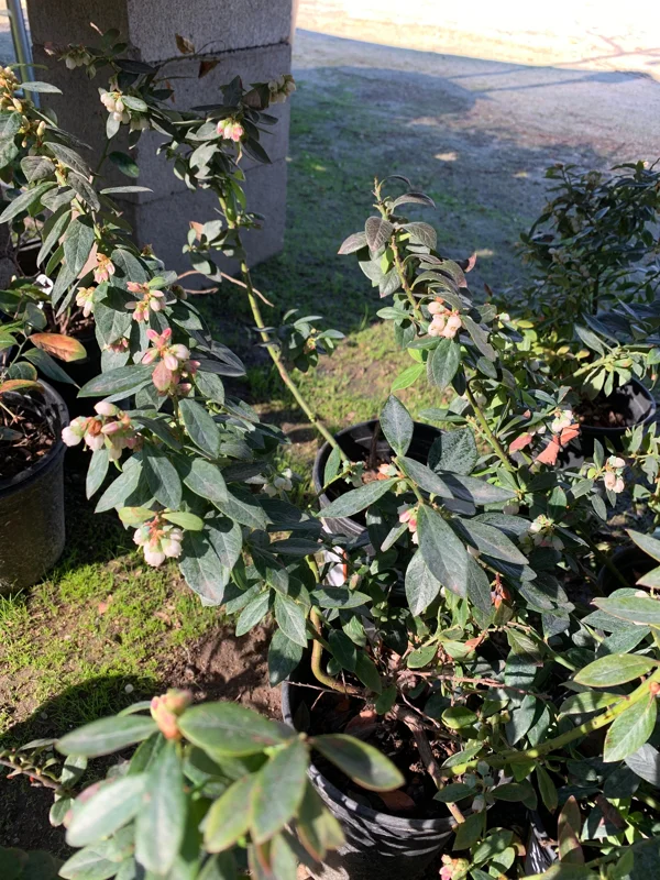 Sunshine Blue Blueberry Live Plant - Vaccinium - 1 Gallon Pot - Image 1