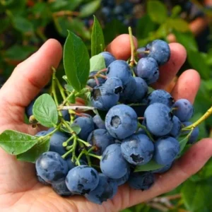 Sunshine Blueberry Live Plant Set (2) - 4-6" Tall Fruit Plant - Pollinator Friendly - Image 2