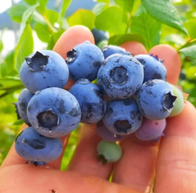 Sunshine Blueberry Live Plant Set (2) - 4-6" Tall Fruit Plant - Pollinator Friendly - Image 3