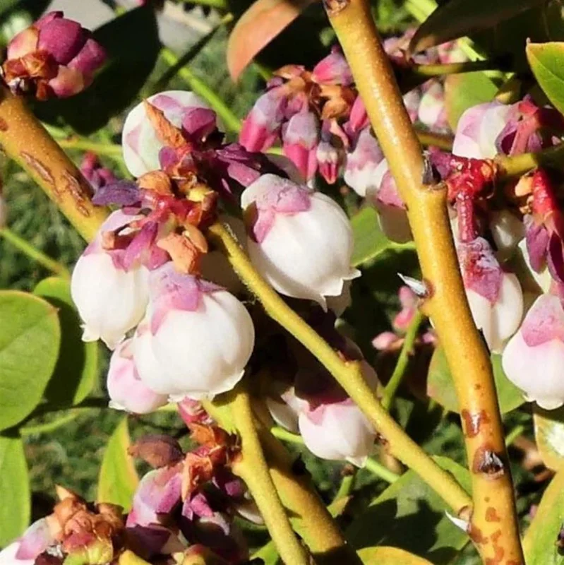 Sunshine Blueberry Live Plant Set (2) - 4-6" Tall Fruit Plant - Pollinator Friendly - Image 4