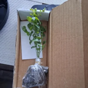 Sunshine Blueberry Live Plant Set (2) - 4-6