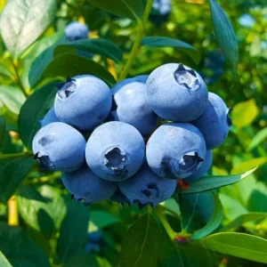 Sunshine Blueberry Live Plant Set (2) - 4-6" Tall Fruit Plant - Pollinator Friendly - Image 1
