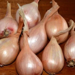 Super Sweet Dutch Onion Bulbs - GMO-Free, Deer Resistant, Winter Hardy - Image 1