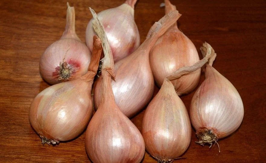 Super Sweet Dutch Onion Bulbs - GMO-Free, Deer Resistant, Winter Hardy - Image 1
