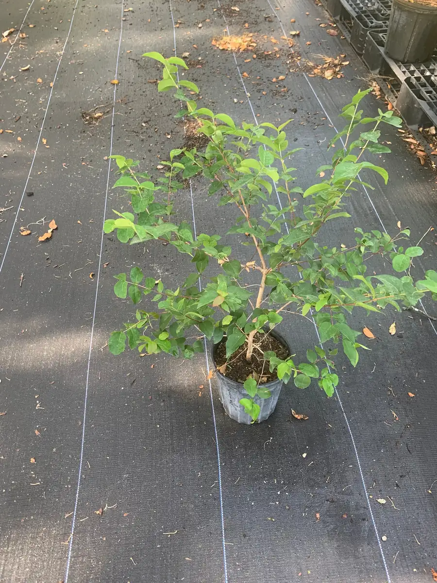 Surinam Cherry Black Star Live Plant – Mature Bush with Sweet Black Fruit – 1.5-3 ft - Image 1