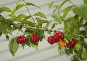 Surinam Cherry Black Star Live Plant – Mature Bush with Sweet Black Fruit – 1.5-3 ft - Image 2