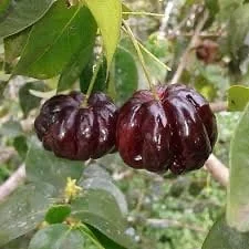 Surinam Cherry Black Star Live Plant – Mature Bush with Sweet Black Fruit – 1.5-3 ft - Image 3