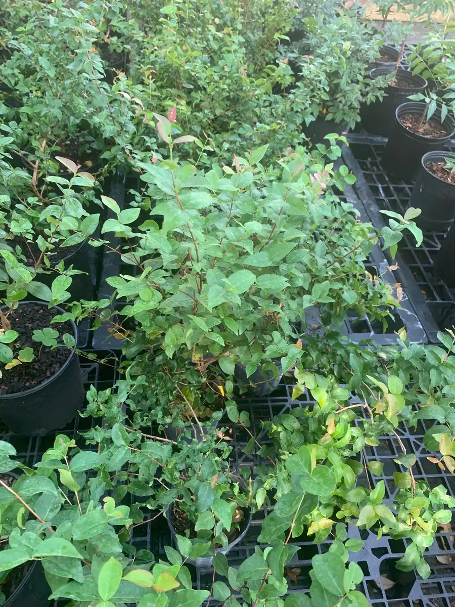 Surinam Cherry Black Star Live Plant – Mature Bush with Sweet Black Fruit – 1.5-3 ft - Image 4