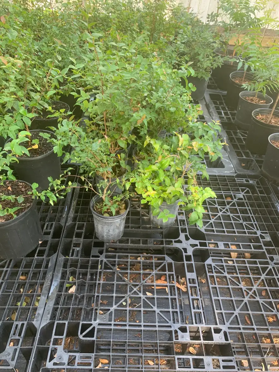 Surinam Cherry Black Star Live Plant – Mature Bush with Sweet Black Fruit – 1.5-3 ft - Image 5