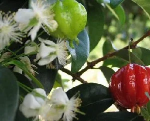 Surinam Cherry Live Plant – 3 to 4 Feet Tall – Ships in 3 Gallon Pot - Image 1