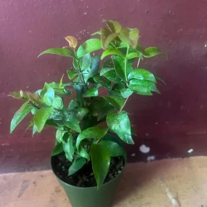Suriname Cherry Live Plant - 4