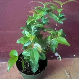 Suriname Cherry Live Plant - 4