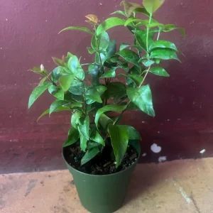 Suriname Cherry Live Plant - 4