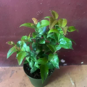 Suriname Cherry Live Plant - 4