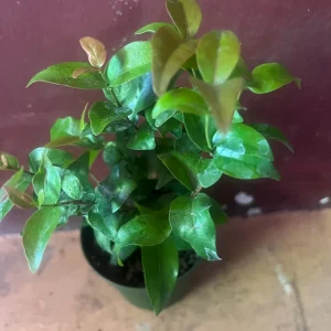 Suriname Cherry Live Plant - 4