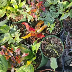 Surprise Plant Live Plant - 4