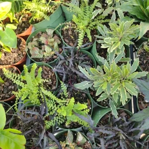 Surprise Plant Live Plant - 4