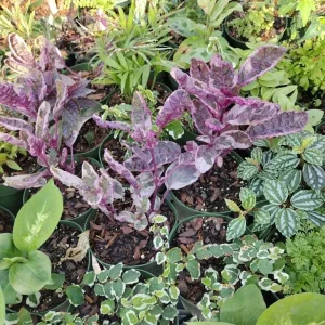 Surprise Plant Live Plant - 4