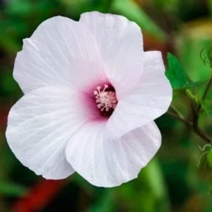 Swamp Rose Mallow Live Plant - Hardy Hibiscus Moscheutos - Well Rooted - Image 2