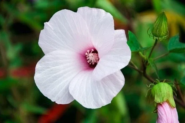 Swamp Rose Mallow Live Plant - Hardy Hibiscus Moscheutos - Well Rooted - Image 2