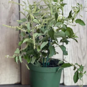 Sweet Almond Bush Live Plant - Aloysia virgata in 6 inch Pot - Image 3
