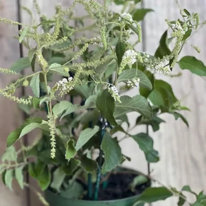 Sweet Almond Bush Live Plant - Aloysia virgata in 6 inch Pot - Image 4