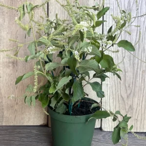 Sweet Almond Bush Live Plant - Aloysia virgata in 6 inch Pot - Image 6