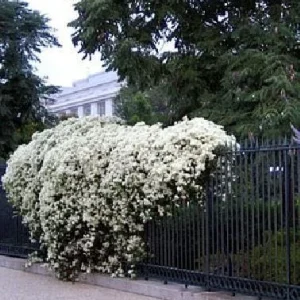 Sweet Autumn Clematis Vine - Fragrant White Flowers Live Plant - 2.5 inch Pot - Image 2