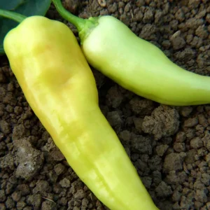 Sweet Banana Pepper Seeds - 50+ Count Seed Packet for Gardening - Image 4