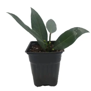 Sweet Bay Laurel Live Plant - Laurus nobilis - 4 inch Pot - Culinary Herb - Image 2