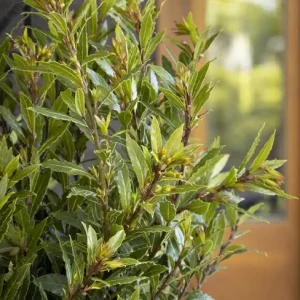 Sweet Bay Live Plant - Compact Aromatic Bay Laurel Tree - 1 Ft Tall in 6 Inch Pot - Image 1