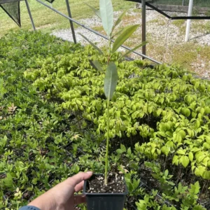 Sweet Bay Magnolia Live Plant - 3.5 Inch Pot - Fragrant White Flowers - Image 2