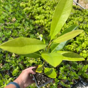 Sweet Bay Magnolia Live Plant - 3.5 Inch Pot - Fragrant White Flowers - Image 3